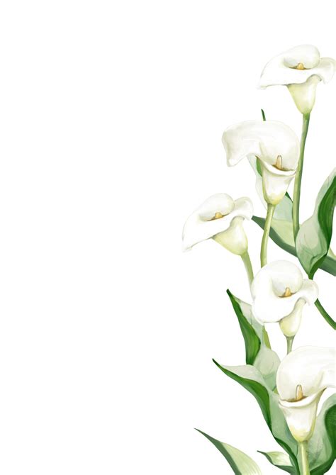 White Calla Lilies 14177982 Png