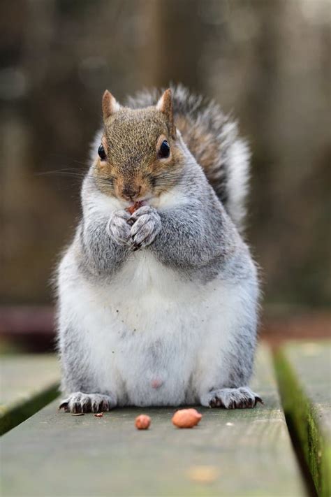 Grey Squirrel Eating A Nut Stock Photo Image Of Feeding 108262888