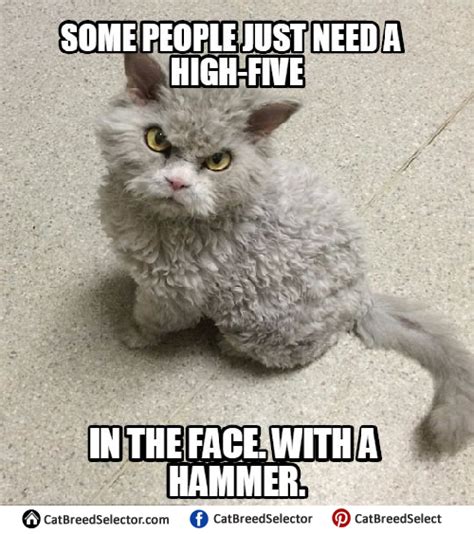 Angry Cat Memes Cat Breed Selector