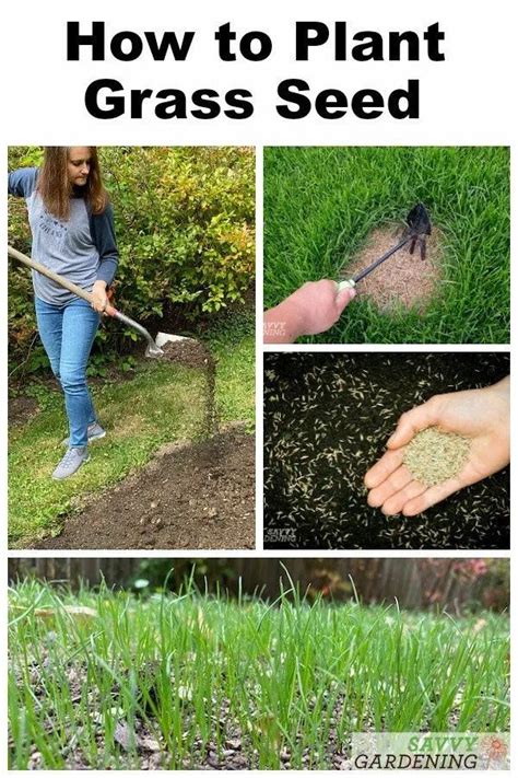 How To Plant Grass Seed A Simple Guide To Success Planting Grass