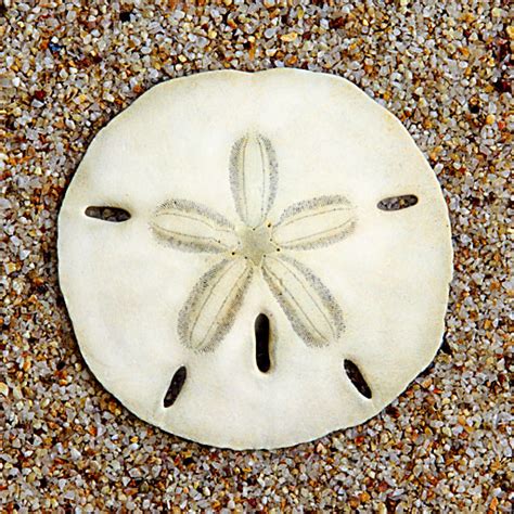 “did You Know That Sand Dollars Are Alive” I Said Tell Me About It