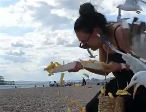 Woman Holding French Fries Learns The Hard Way That Seagulls Are
