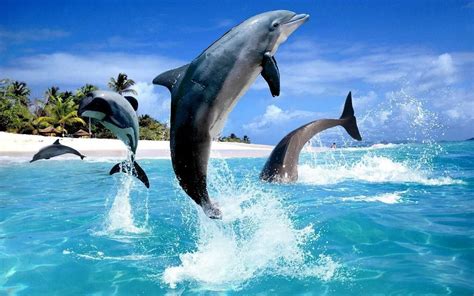 Дельфинов 52 картинки