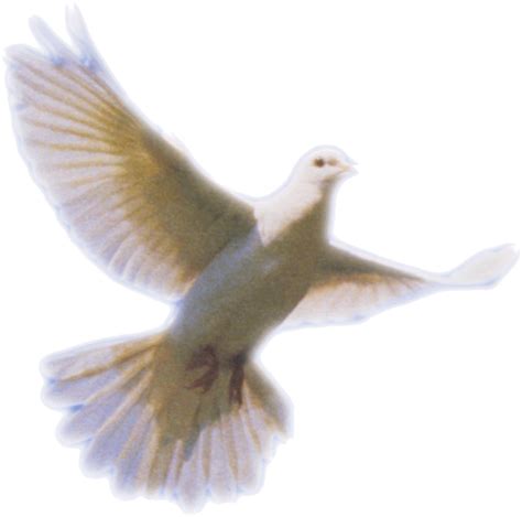 Columbidae Holy Spirit Doves As Symbols Dove Png Clip Art Png