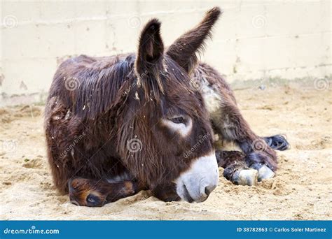 Donkey Lying Stock Image Image Of Habitat Ranch Nature 38782863