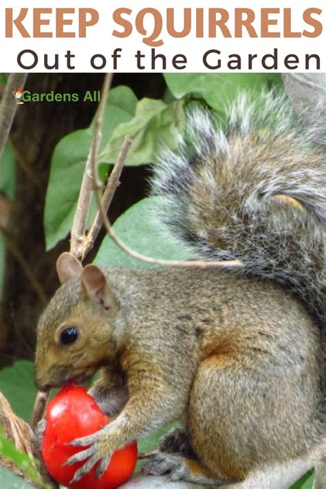 How To Keep Squirrels From Eating My Vegetable Garden Easy Backyard