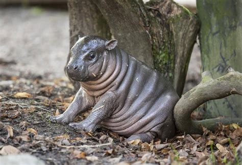 Picture Of The Day Just A Baby Dwarf Hippo Twistedsifter