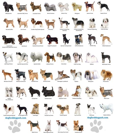 Pin By Patricia And The Dogs On Dog Breeds Dog Breeds Chart Small