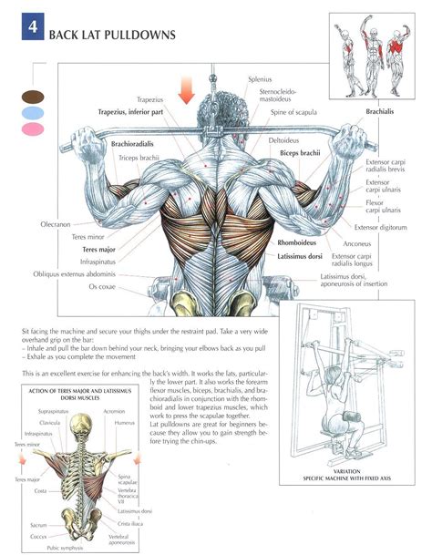 5 Great Back Exercises To Build A Back Of Steel Business Board