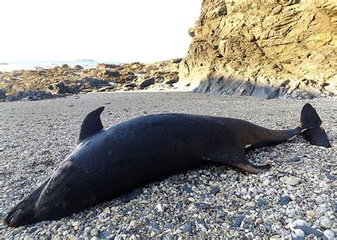 Download Shock pic of dolphin washed up dead on Brit beach next to ...