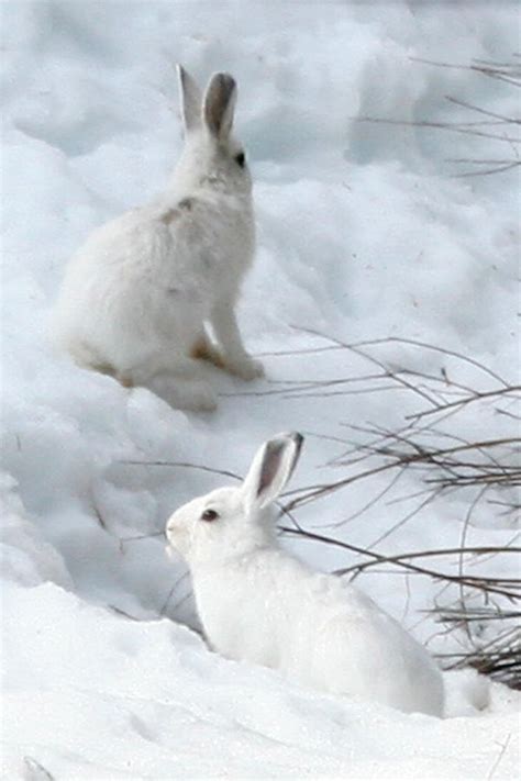 Snowshow Hares 2 By Saoirse Meansfreedom On Deviantart