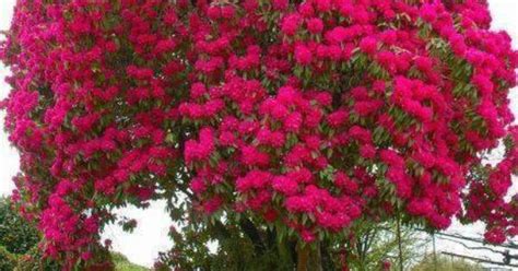 The Most Beautiful Flowering Tree Ive Ever Seen Trees Pinterest Best Flowering Trees