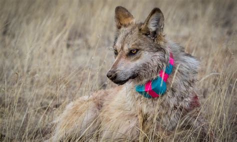 Latest Mexican Gray Wolf Count Shows Little Growth Cronkite News
