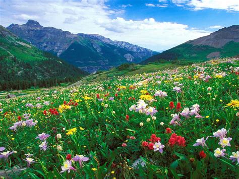 Landscape Meadow Colorful Flowers In The Mountains Of Colorado United