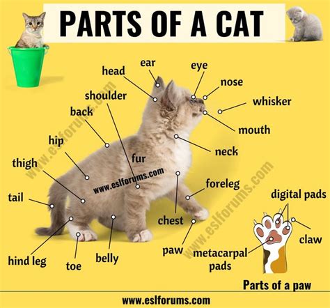 Cat Anatomy Different Parts Of A Cat With Esl Picture Кошки