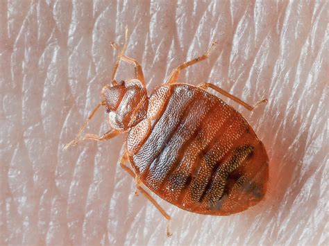 Don't put up with bed bug problems— take the necessary steps to get rid of the pests today. Where Do Bed Bugs Come From? Identify Bed Bugs & Bites