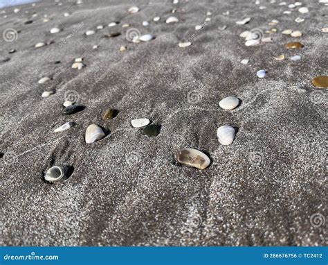 Seashells On The Seashore On The Argentine Atlantic Coast Stock Photo