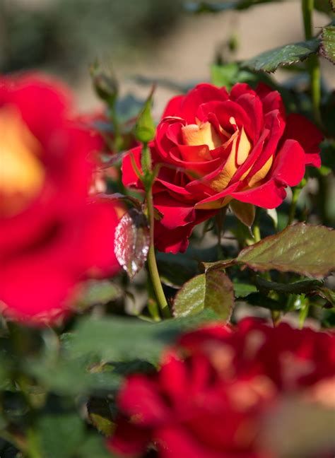 The flowers have a spiraled form and each one opens in a combination of vivid red and deep yellow. Rose Ketchup & Mustard - Rosa Ketchup & Mustard günstig ...
