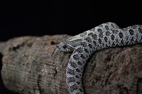 5% off all subsequent orders. Your New Pet Hognose Snake — Shopping List | ReptiFiles