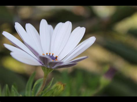 Pretty Little Flower 🌸 Photography Tips Pretty Little Pretty