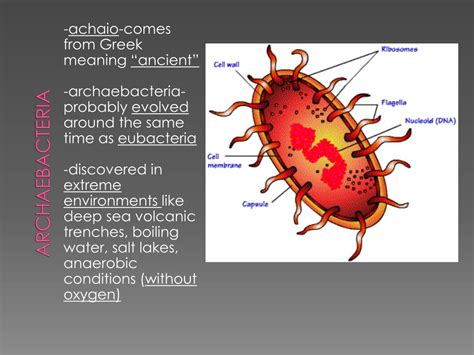 Ppt Kingdom Archaebacteria Powerpoint Presentation Free Download Free
