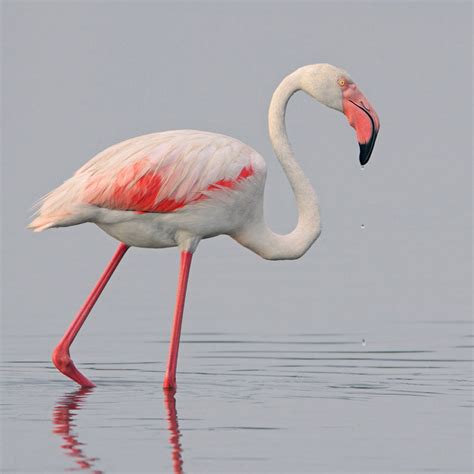 Greater Flamingo Animal Database Fandom