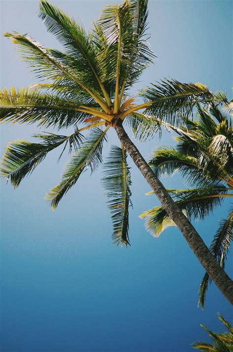 198 Best Images About Palm Trees On Pinterest