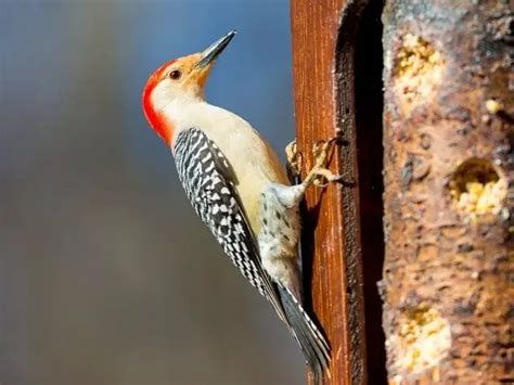 8 Woodpeckers In North Carolina Species Worth Visiting Love The Birds