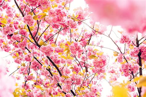 Pink Blossoming Tree Blossom Pink Trees Hd Wallpaper Peakpx