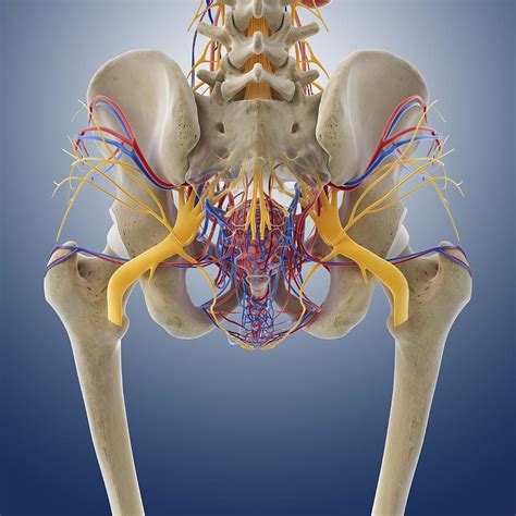 Female Pelvic Anatomy Artwork Photograph By Science Photo Library Pixels