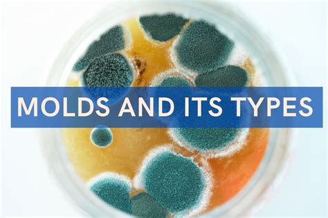 Molds And Its Type Types Of Mold Found In Homes