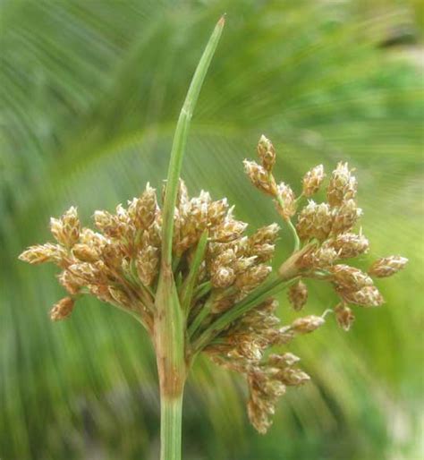 hurricane grass or tropical fimbry fimbristylis cymosa