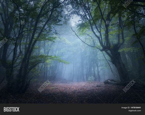 Mystical Autumn Forest Image And Photo Free Trial Bigstock