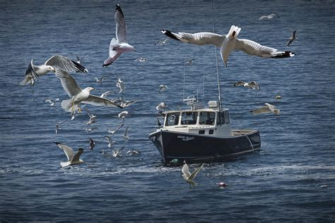 Maine Fishing Boat Chased By Gulls Photograph By Randall Nyhof Fine