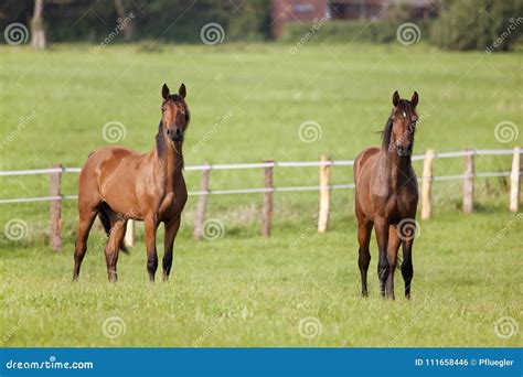 Two Horses Are Standing On Meadow Stock Photo Image Of Young