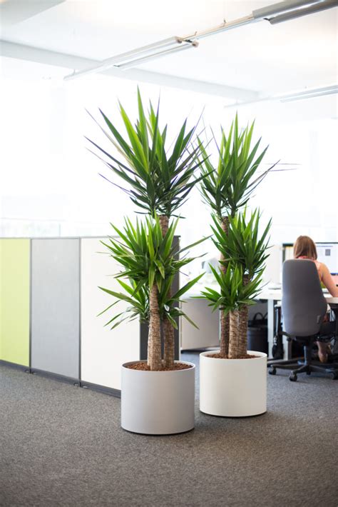 Two Interior Office Plants Beneva Plantscapes