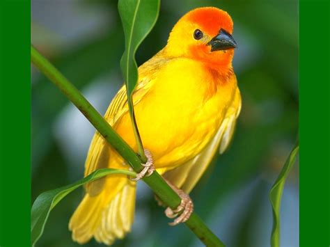 Beautiful Yellow Bird Wallpaper 1024x768 11650