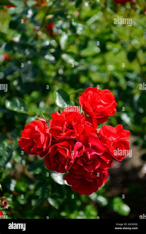 Red Floribunda Rose High Resolution Stock Photography And Images Alamy