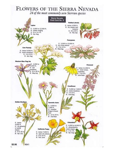 Sierra Nevada Field Card Wildflowers California Flowers California