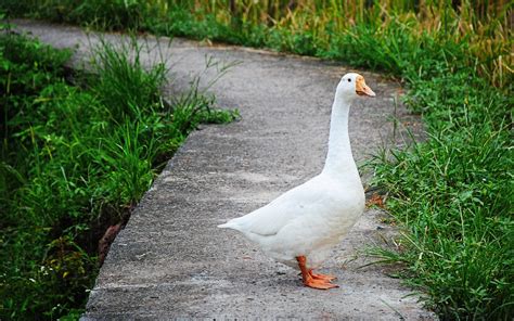 Cute White Goose Animal Hd Photography Preview