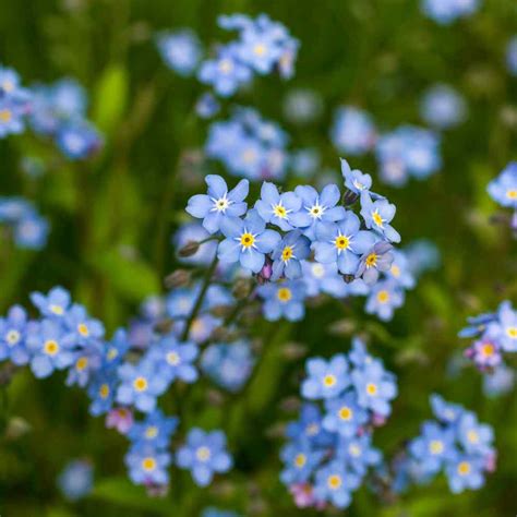 Myosotis Alpestris Blue Forget Me Not Seed