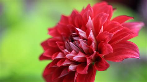 Download Wallpaper 2560x1440 Dahlia Flower Petals Macro Red