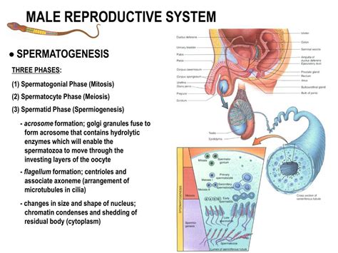 Ppt Female Reproductive System Powerpoint Presentation Free Download