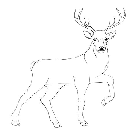 Deer Drawing Download On Freepik