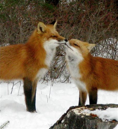 Top 94 Background Images Pictures Of Male And Female Foxes Updated