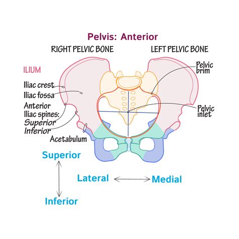 Pelvic Girdle Definition Anatomy Lab Exam 1 Pelvic Girdle
