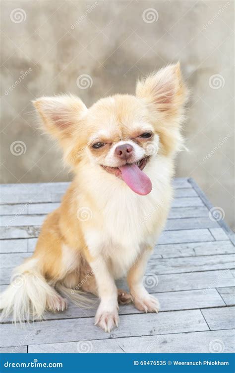 Small Body Brown Chihuahua Dog Sitting On Wood Table Stock Image