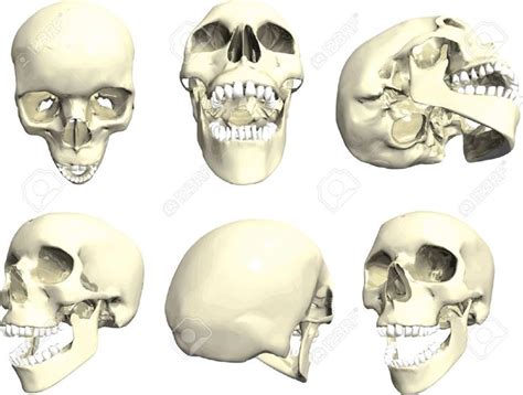 Art Reference Skull Human Skull