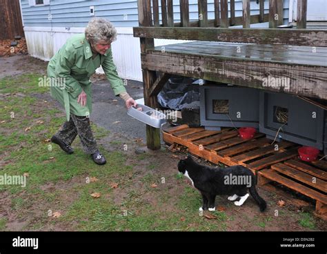 Feral Cat Feeding Hi Res Stock Photography And Images Alamy