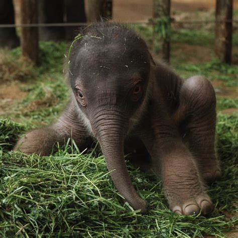 Pictures Of Cute Baby Elephant At Berlin Zoo Popsugar Pets